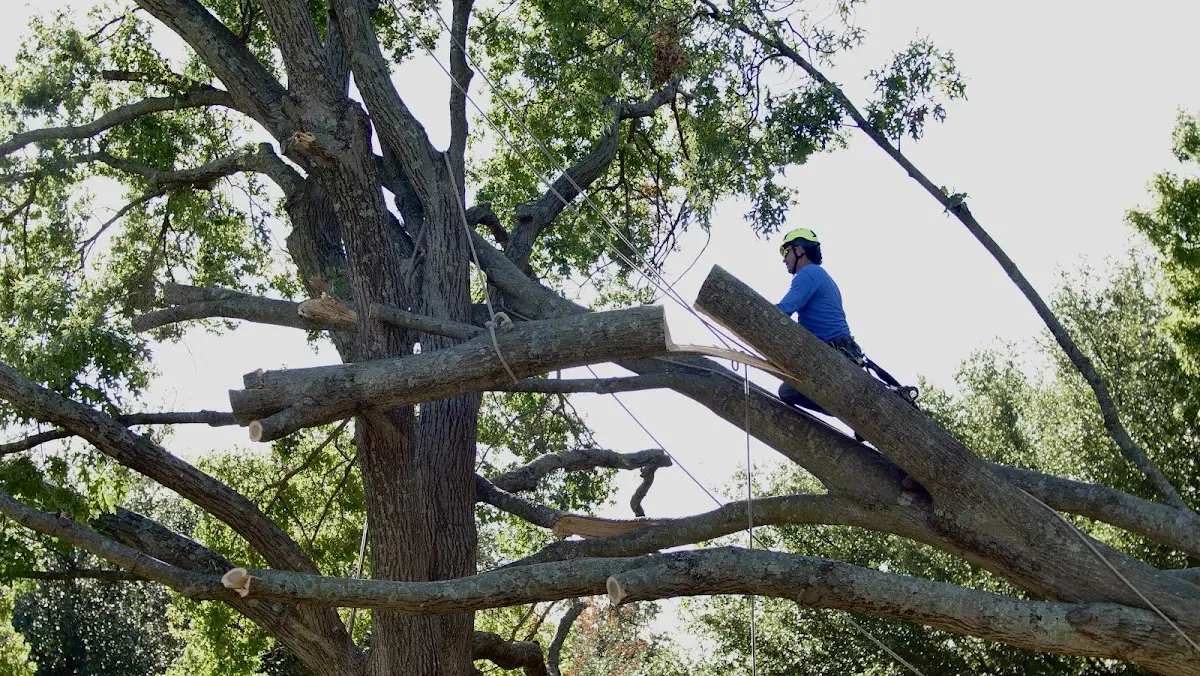 Professional Hazardous Tree Removal performed by certified arborists in Grissom Arb