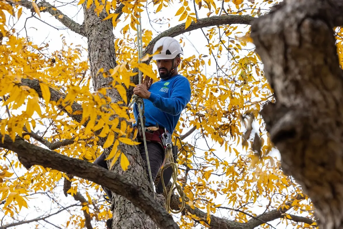 Skilled Tree Disease Treatment crew working in Grissom Arb